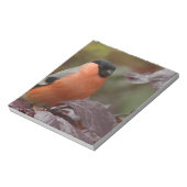 Bloc-note Bull Finch (Tourné)