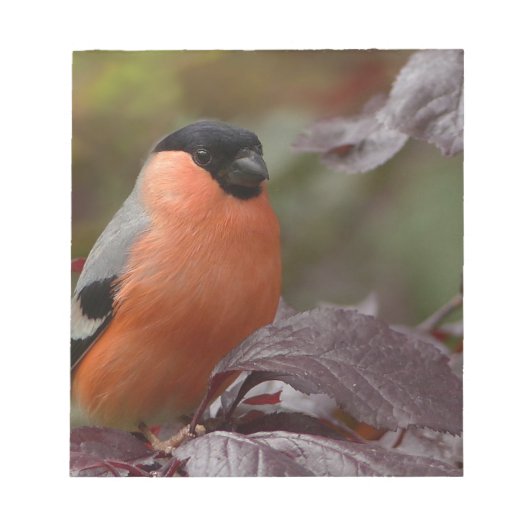 Bloc-note Bull Finch (Devant)