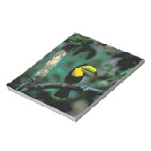Bloc-note CA, Panama, Parc national de Souveraineté, Toucan (Tourné)
