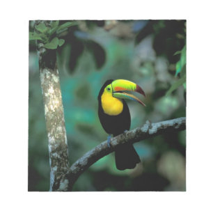 Bloc-note CA, Panama, Parc national de Souveraineté, Toucan 