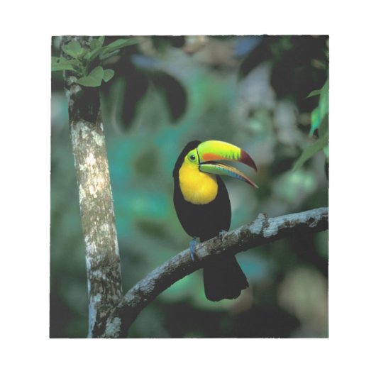 Bloc-note CA, Panama, Parc national de Souveraineté, Toucan (Devant)