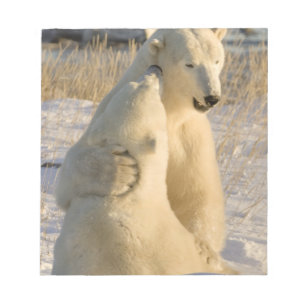 Bloc-note Canada, Manitoba, baie d'Hudson, Churchill.