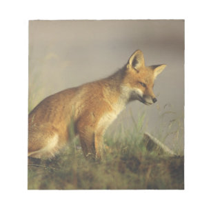 Bloc-note Canada, Québec. Petit renard rouge au lever du sol