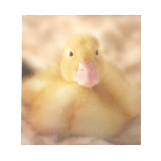 Bloc-note Canard Jaune Fuzzy Bébé de Pâques Canard (Devant)