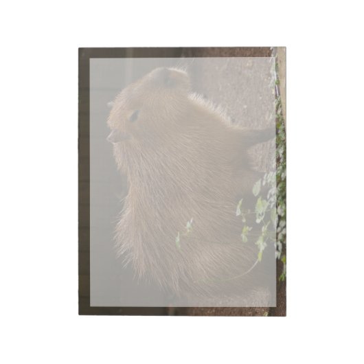 Bloc-note Capybara (Tourné)