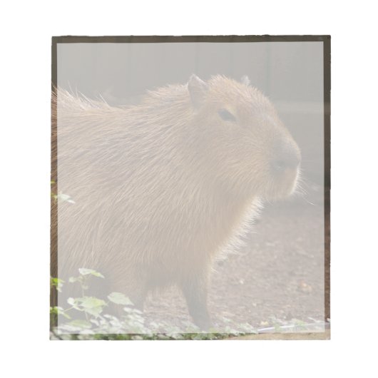 Bloc-note Capybara (Devant)