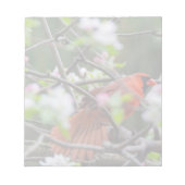 Bloc-note Cardinal masculin au printemps (Devant)