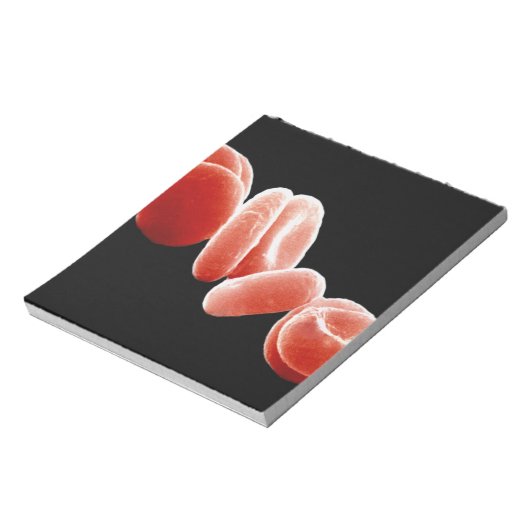 Bloc-note Cellules de sang rouges (Tourné)