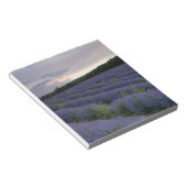 Bloc-note Champ de lavande au coucher du soleil (Incliné)