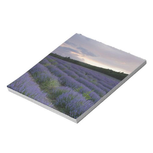 Bloc-note Champ de lavande au coucher du soleil (Tourné)