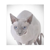 Bloc-note Chat de Sphynx (Devant)