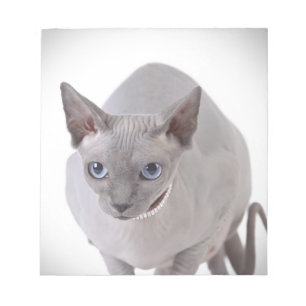 Bloc-note Chat de Sphynx