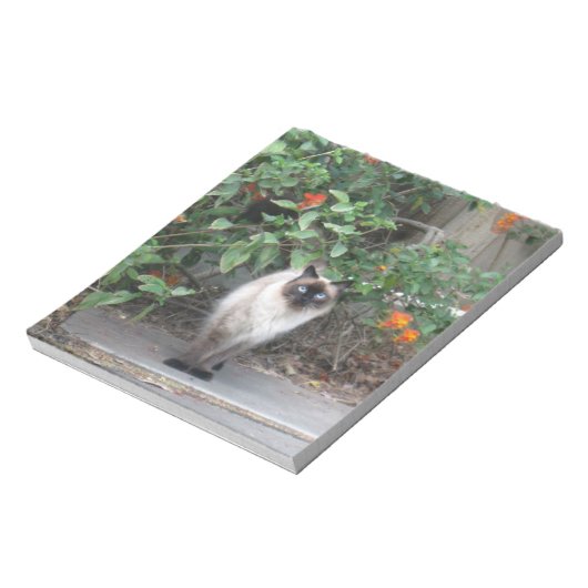 Bloc-note Chat mixte de l'Himalaya (Tourné)