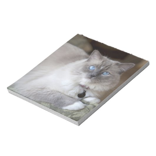 Bloc-note Chatte Ragdoll (Tourné)