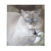 Bloc-note Chatte Ragdoll (Devant)