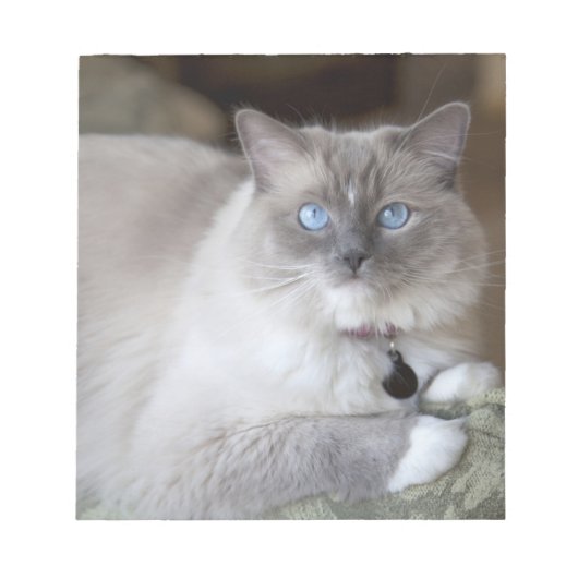 Bloc-note Chatte Ragdoll (Devant)