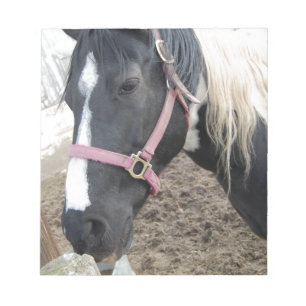 Bloc-note Cheval Paint Pinto