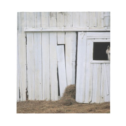 Bloc-note Cheval Sticking Head out Barn Window (Devant)