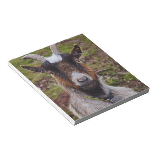 Bloc-note Chèvre de près. (Incliné)