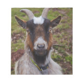 Bloc-note Chèvre de près. (Devant)