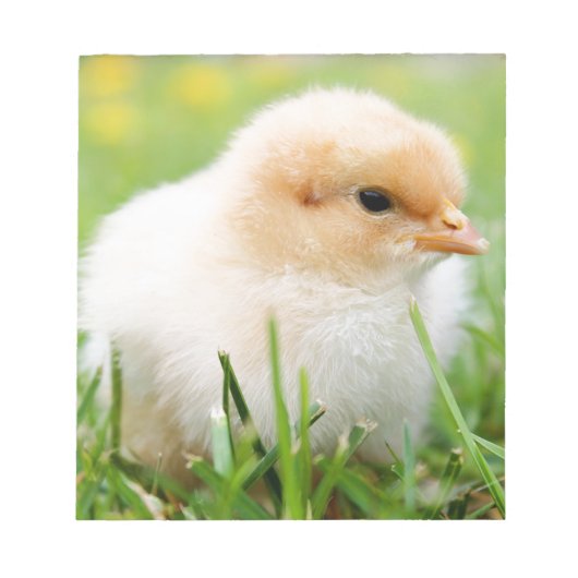 Bloc-note Chick (Devant)