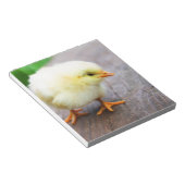 Bloc-note Chick de Pâques (Incliné)
