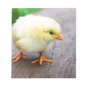 Bloc-note Chick de Pâques