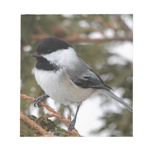 Bloc-note Chickadee_9643 (Devant)