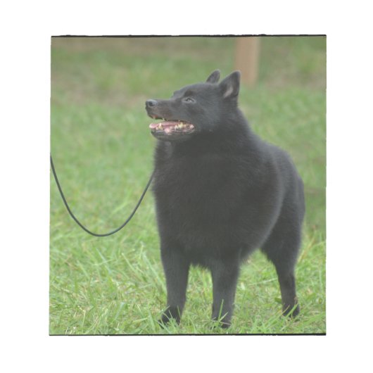 Bloc-note Chien de Schipperke (Devant)