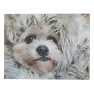Bloc-note Chien doux, chiot