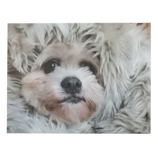 Bloc-note Chien doux, chiot (Devant)