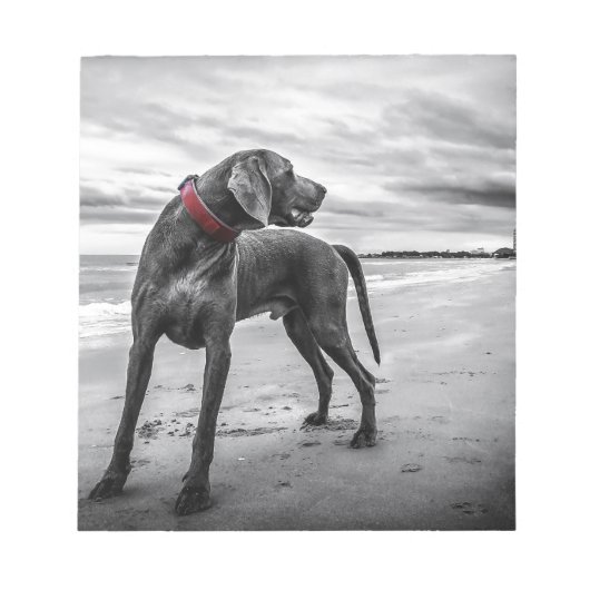 Bloc-note Chien Weimaraner (Devant)