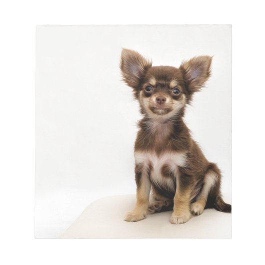 Bloc-note Chihuahua petit chien (Devant)