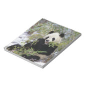 Bloc-note Chine, province du Sichuan. Le Panda géant se nour (Tourné)