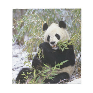 Bloc-note Chine, province du Sichuan. Le Panda géant se nour