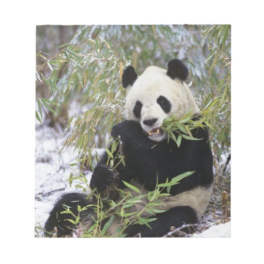 Bloc-note Chine, province du Sichuan. Le Panda géant se nour (Devant)
