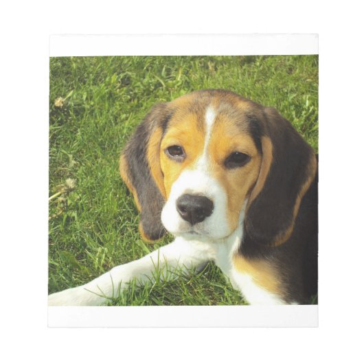 Bloc-note chiot beagle (Devant)