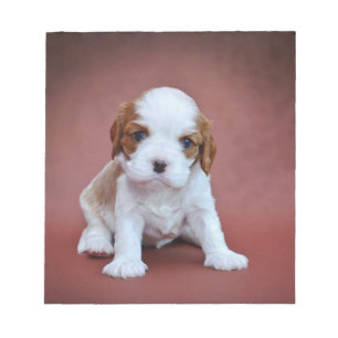 Bloc-note Chiot Cavalier King Charles Spaniel