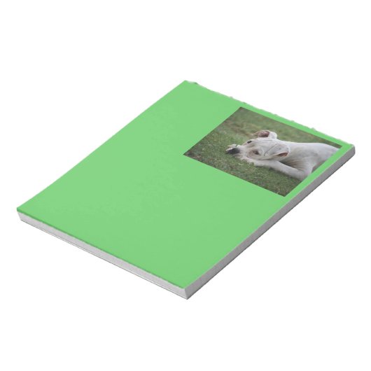 Bloc-note Chiot de boîte à sucre (Tourné)