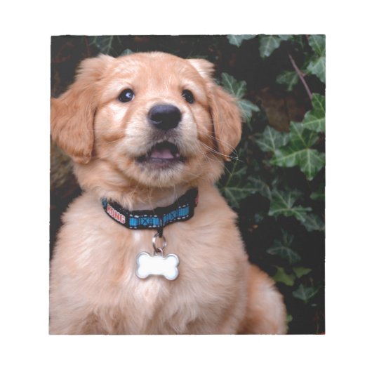 Bloc-note Chiot Golden Retriever (Devant)
