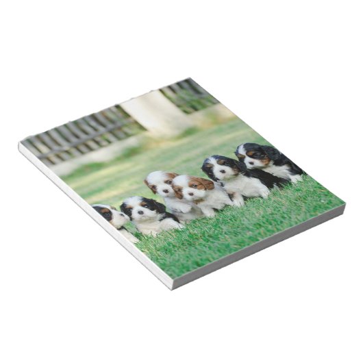 Bloc-note Chiots Cavalier King Charles Spaniel (Incliné)