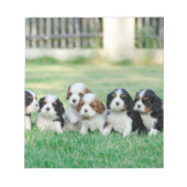 Bloc-note Chiots Cavalier King Charles Spaniel (Devant)