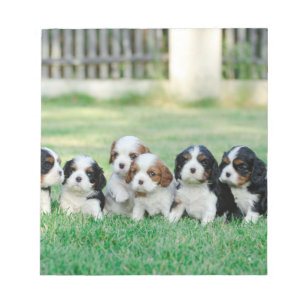 Bloc-note Chiots cavaliers d'épagneul du Roi Charles