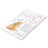 Bloc-note Chiropractic Care for Ear Infections Documents (Incliné)
