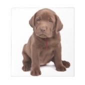 Bloc-note Chocolat Lab Puppy (Devant)