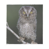 Bloc-note Chouette à cris de l'Est, Megascops asio, Otus 2 (Devant)