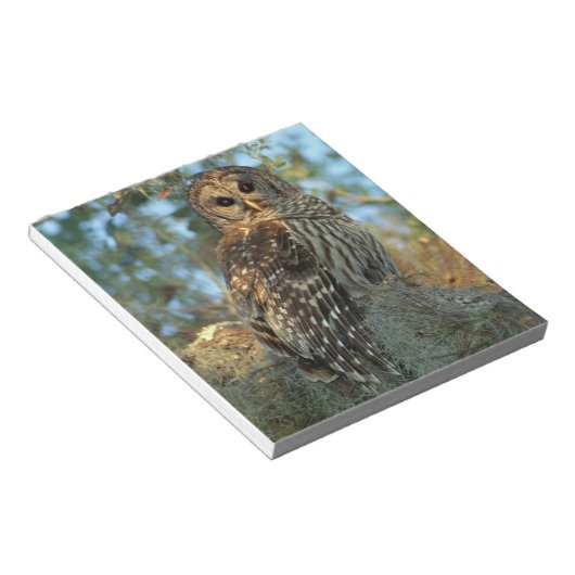 Bloc-note Chouette barrée dans une mousse espagnole (Incliné)