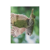 Bloc-note Chouette barrée en vol (Tourné)