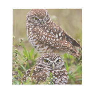 Bloc-note Chouette bractée, Athene cunicularia, Cape Coral,