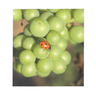 Bloc-note Coccinelle en gros plan sur des raisins verts Pino